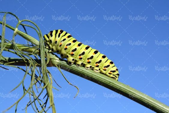 Silkworm