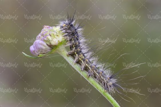 Silkworm