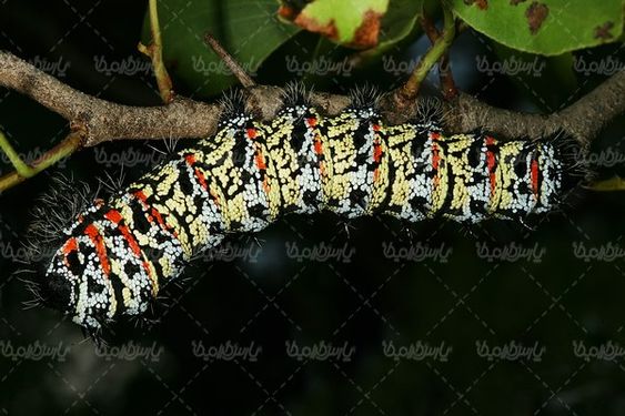 Silkworm