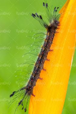 Silkworm