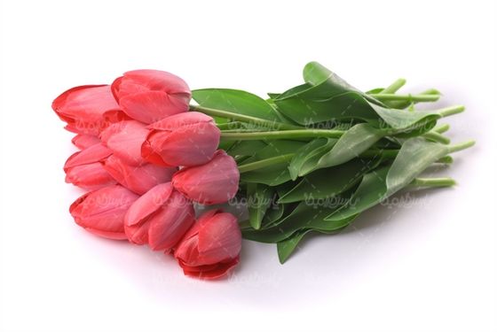 گل زیبا