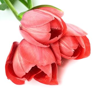 گل زیبا