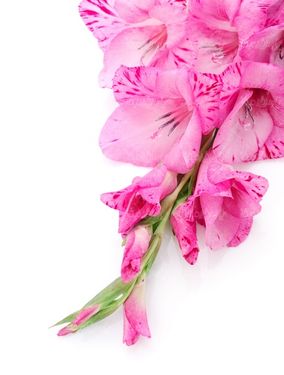 florist