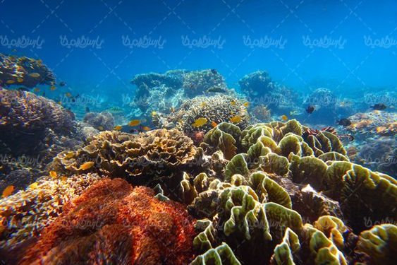 صخره های مرجانی