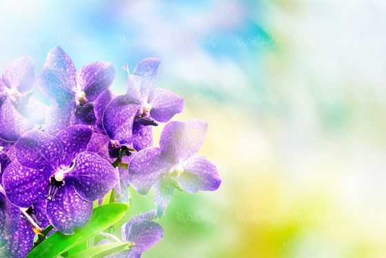 Spring flowers