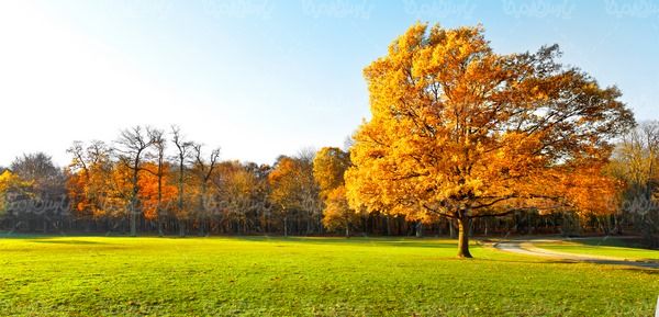 Autumn Landscape