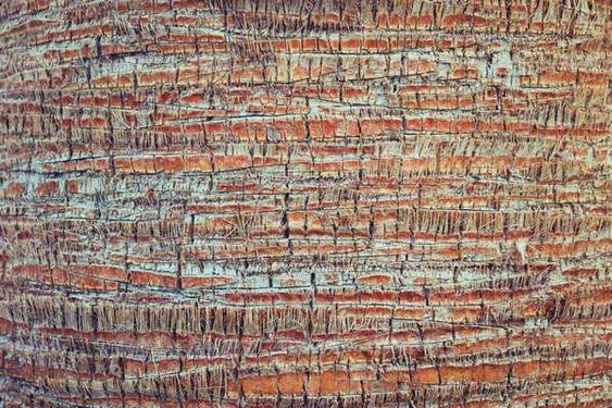 Wooden texture