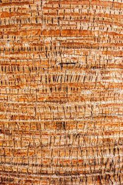 Wooden texture