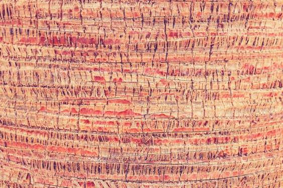 Wooden texture