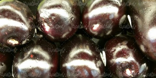 Eggplant