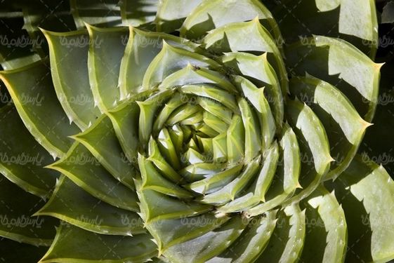 Spiral image