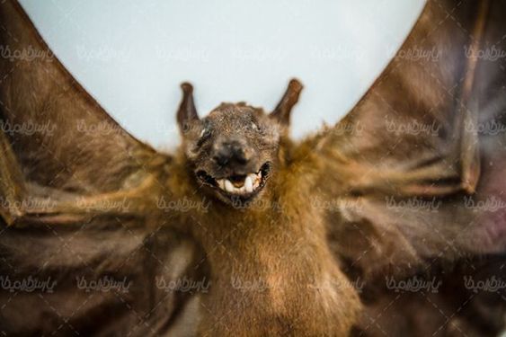 Bat