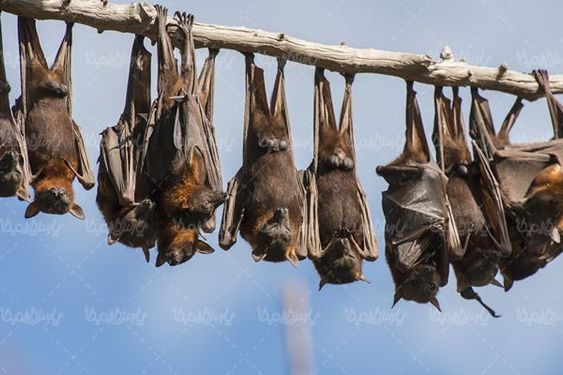 Bat