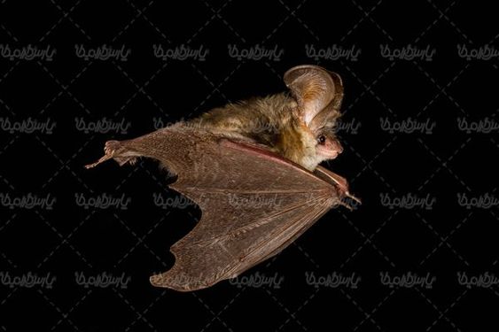 Bat