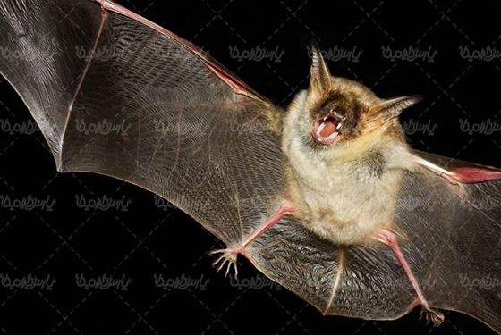 Bat