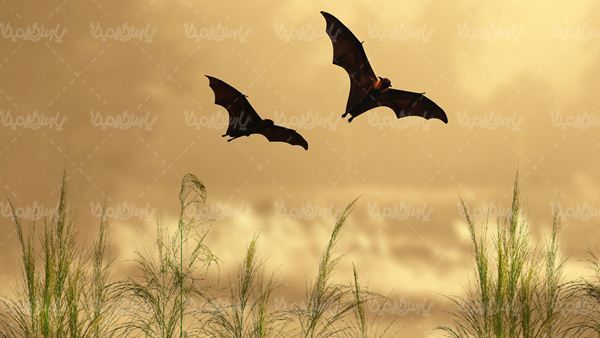 Bat