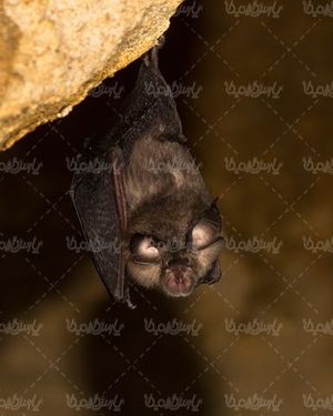 Bat