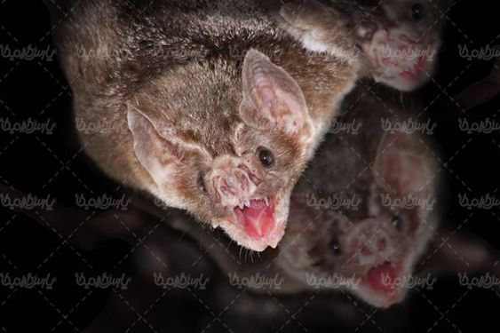 Bat