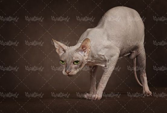 گربه