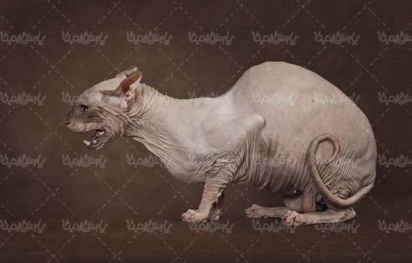 گربه
