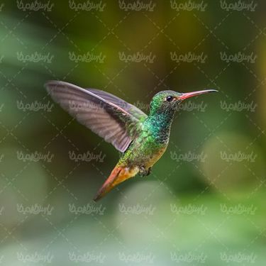 Bird
