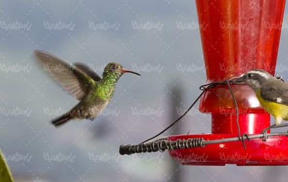 Bird