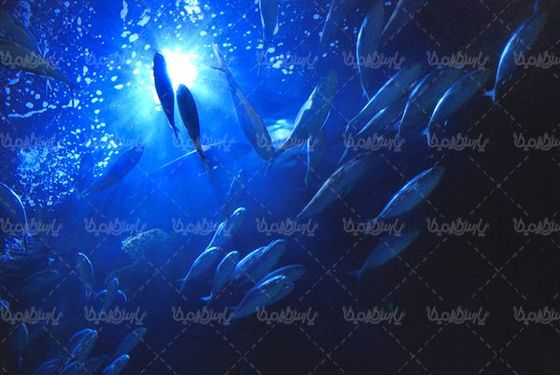 ماهی