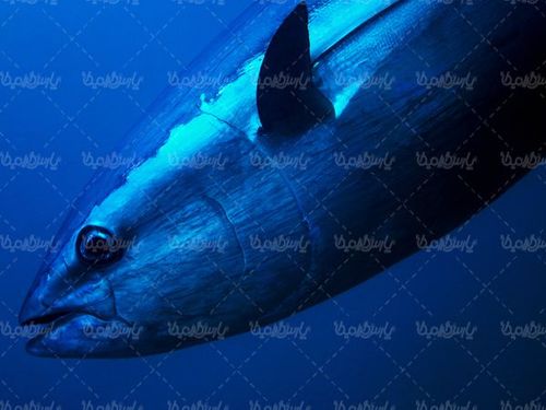 صید ماهی