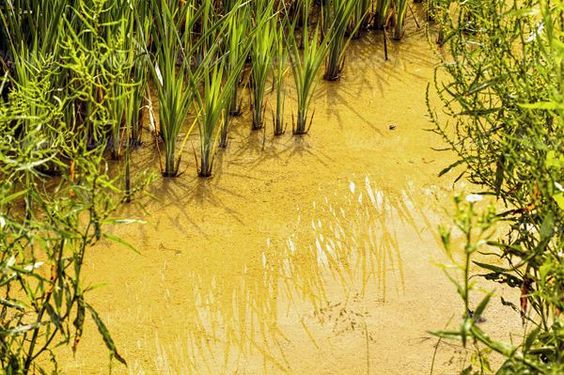 Wastewater