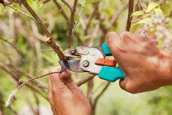 قیچی باغبانی