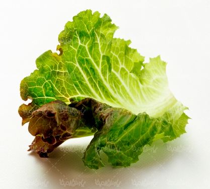 کاهو