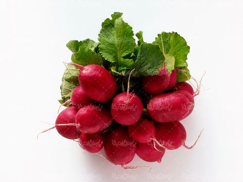 تربچه