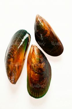 صدف دریایی