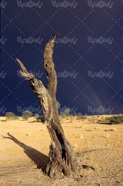 صحرا