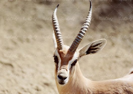 بز کوهی