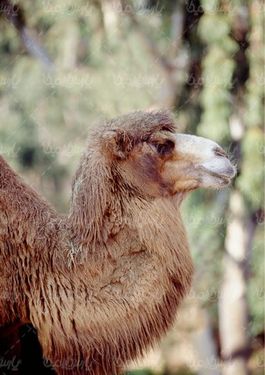 شتر