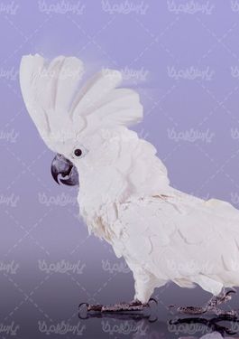 طوطی