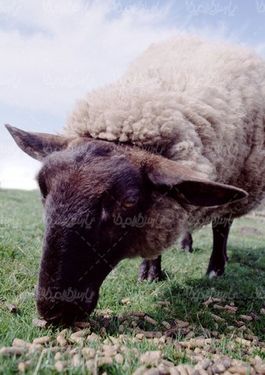 گوسفند چاق