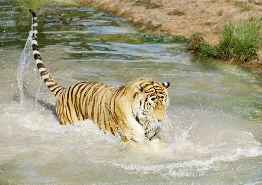 ببر