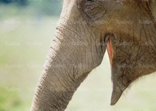 تصویر با کیفیت فیل