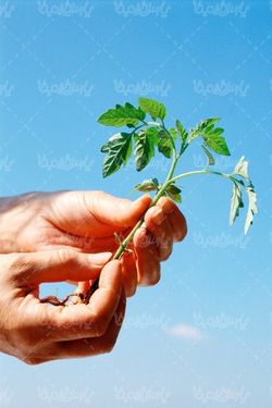 نهال گوجه فرنگی