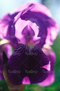 natural flower
