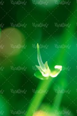 natural flower