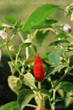 natural flower