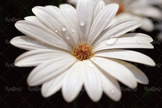 natural flower