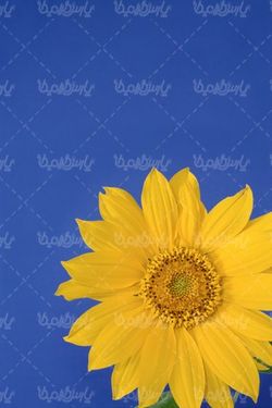 natural flower