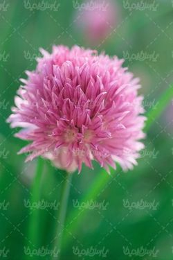natural flower
