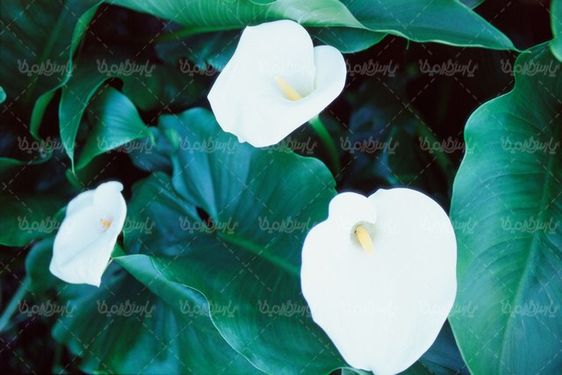 natural flower