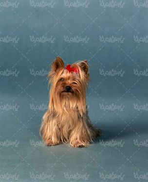 Fancy dog