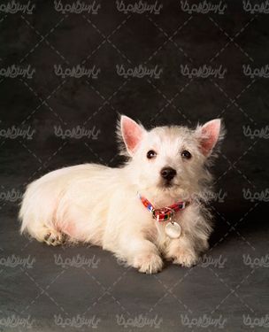 Fancy dog